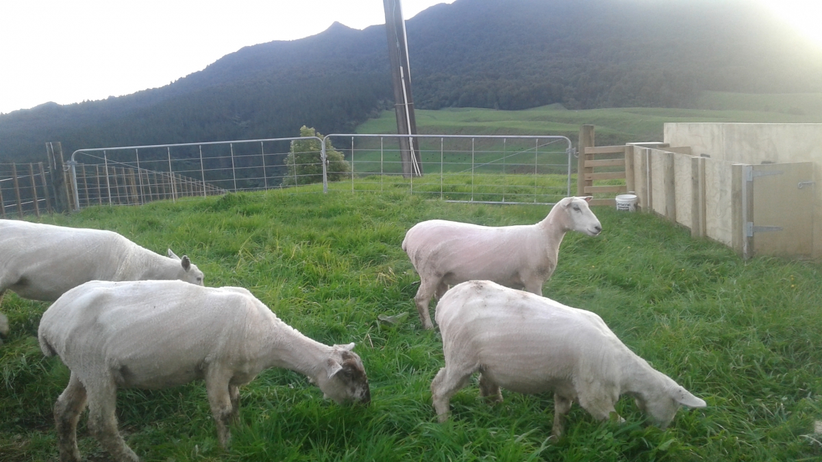 Photo of property: sheep on the farmland