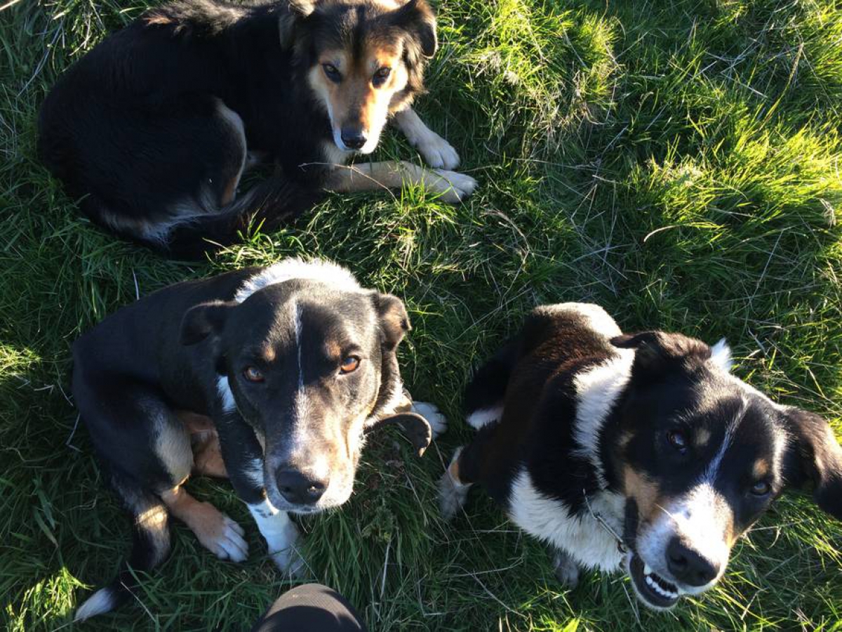Photo of property: The working dogs