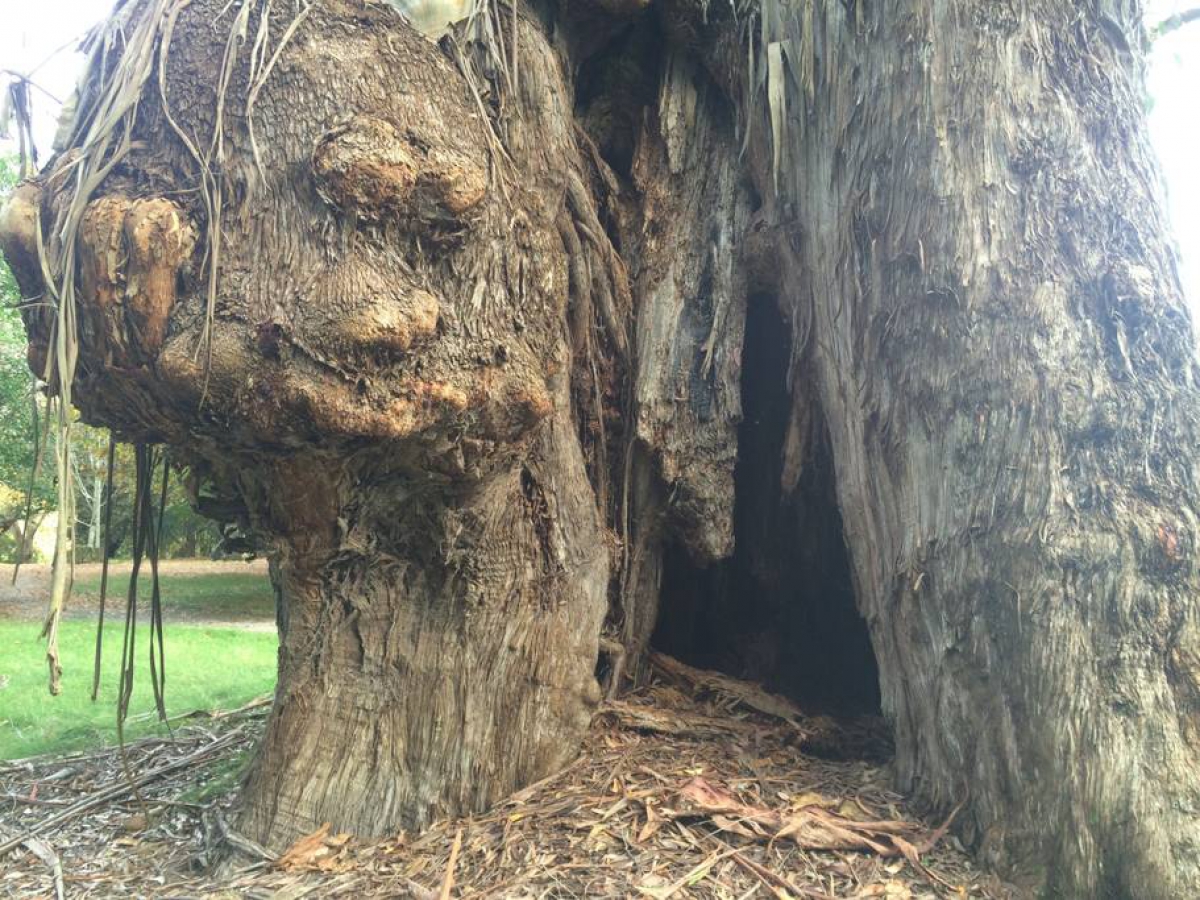 Photo of property: Visit the big Gum tree