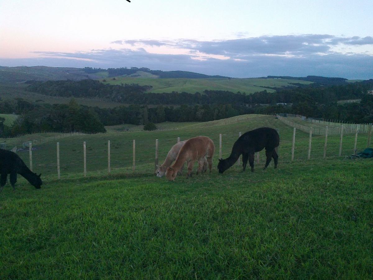 Photo of property: Alpacas grazing