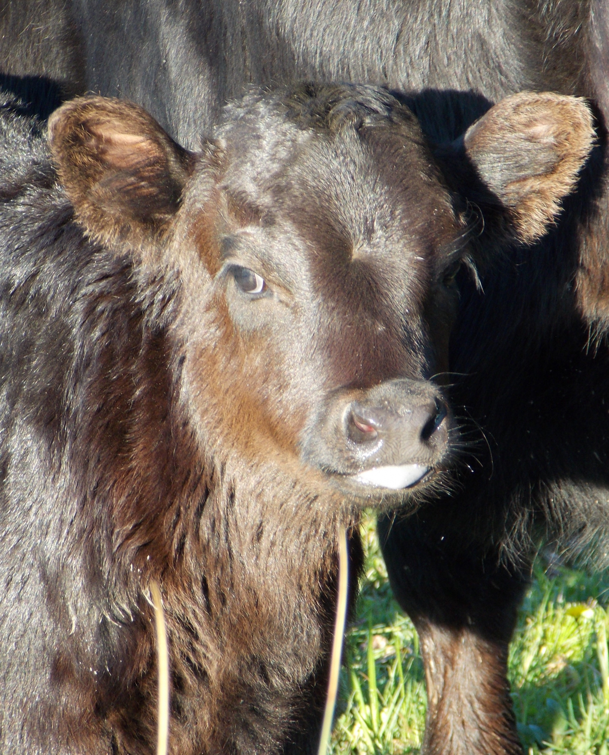 Photo of property: Dexter cattle