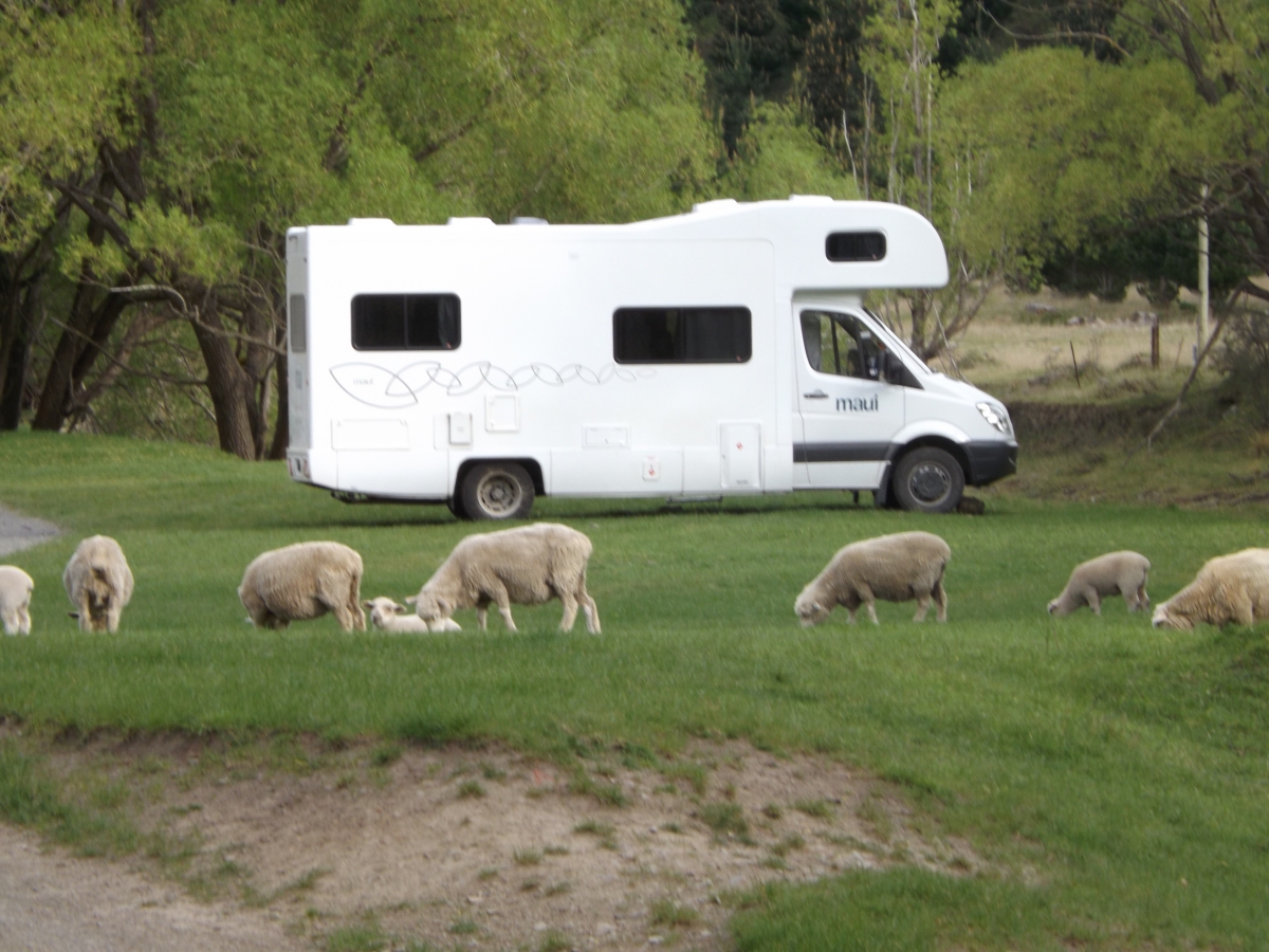 Photo of property: Camping among the sheep