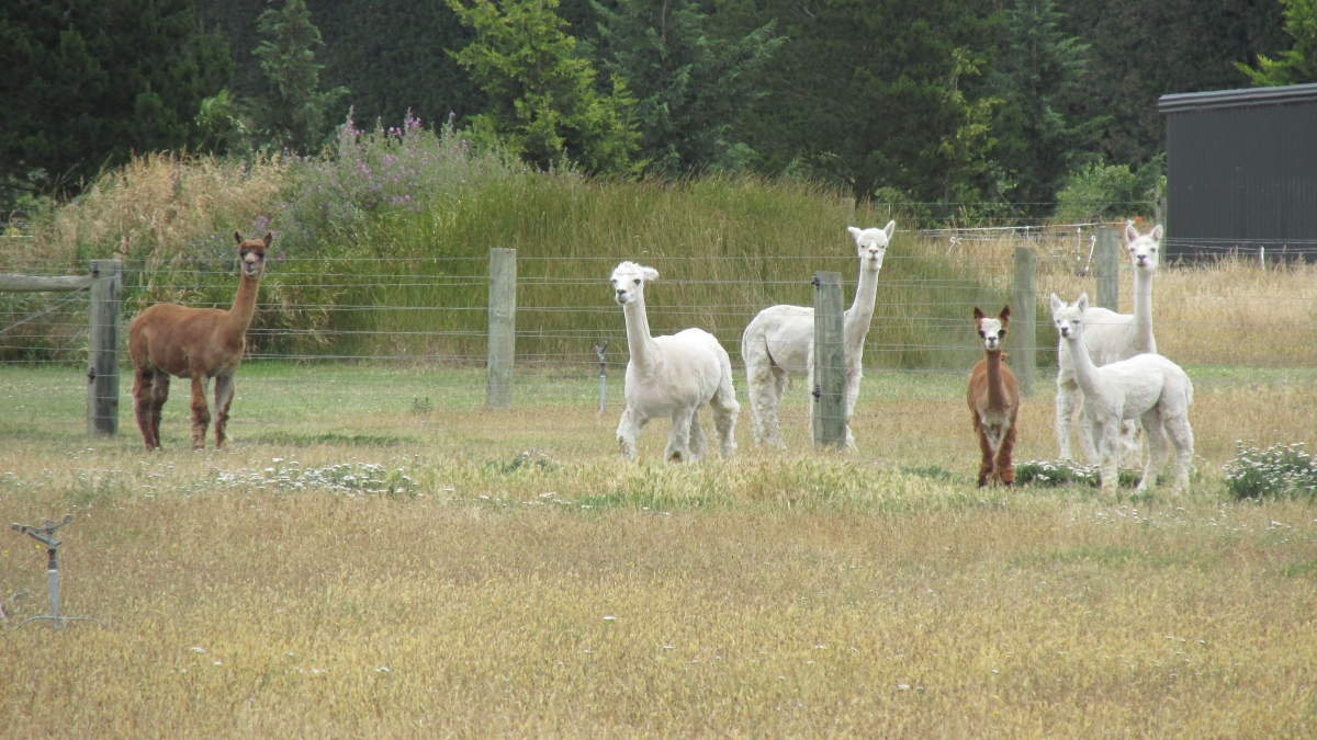 Photo of property: Lovely alpacas